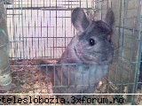 vand pui de chinchilla cu varste intre 3 luni si 10 luni. :d sunt foarte draguti si jucausi. se